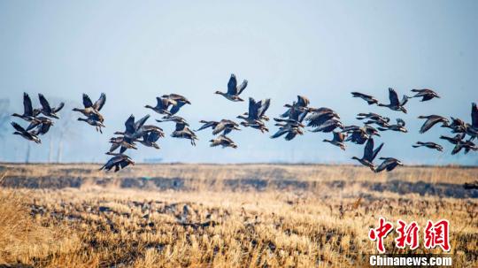 侯鸟在兴凯湖停留40天后飞向“远东”(卜炳昊摄)