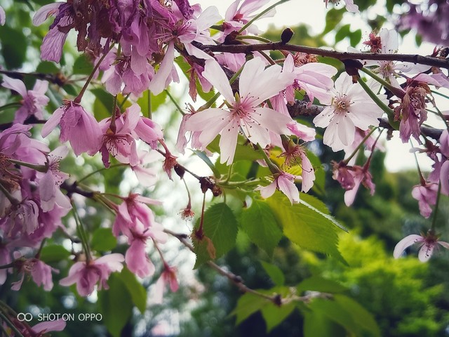 说走就走的春游 带着OPPO R15漫游东京
