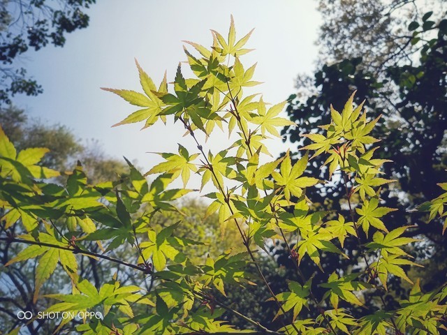 说走就走的春游 带着OPPO R15漫游东京