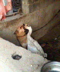 【爆笑】鹅鹅鹅鹅鹅鹅鹅鹅鹅鹅鹅鹅鹅鹅鹅鹅鹅鹅鹅