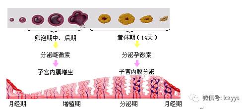 经前查宫颈黏液见羊齿状结晶 『正确答案』e 闭 经 正常月经的建立图片