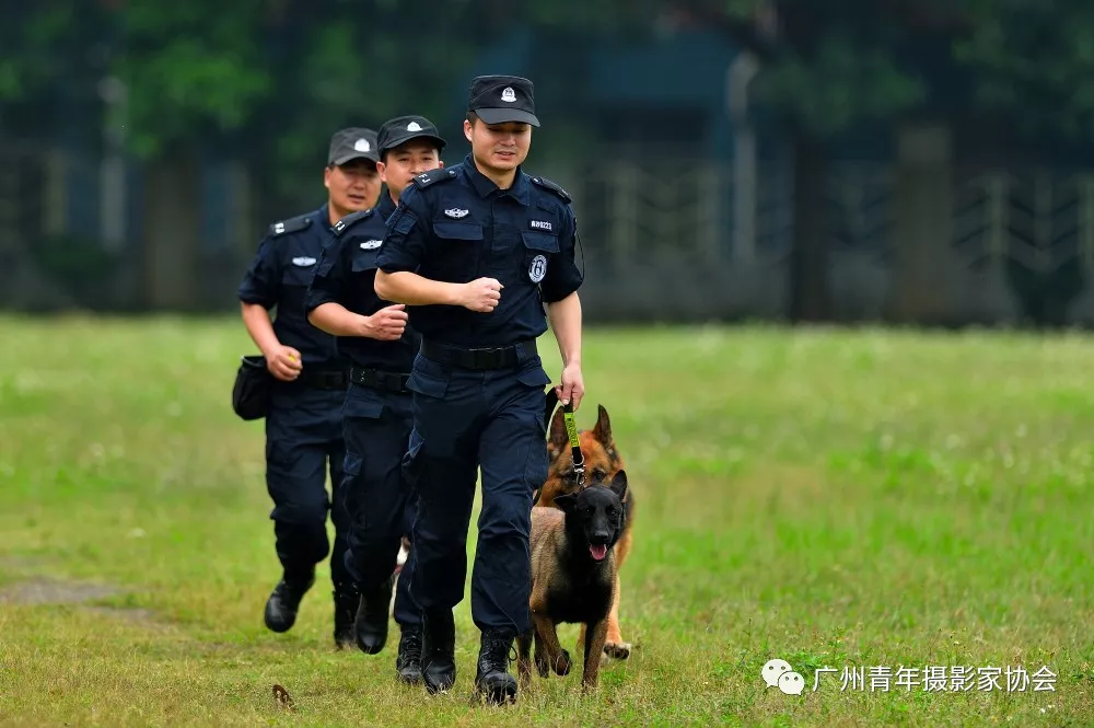 警犬,猎杀我们的镜头!