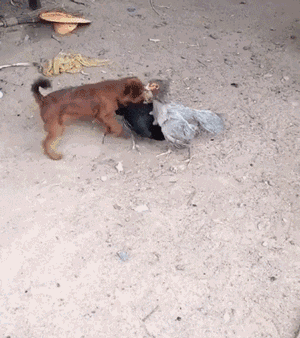 壁纸 动物 狗 狗狗 300_338 gif 动态图 动图