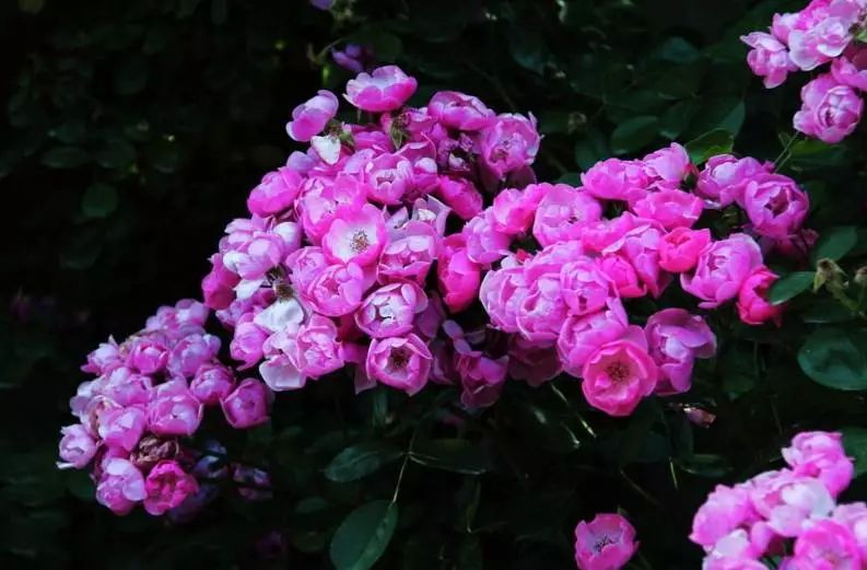 孕妇梦见粉色蔷薇花