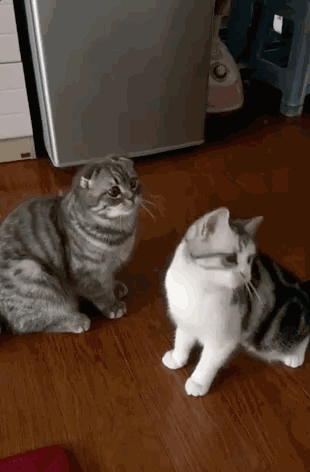 动物 狗 狗狗 猫 猫咪 小猫 桌面 310_472 竖版 竖屏 手机 gif 动态图