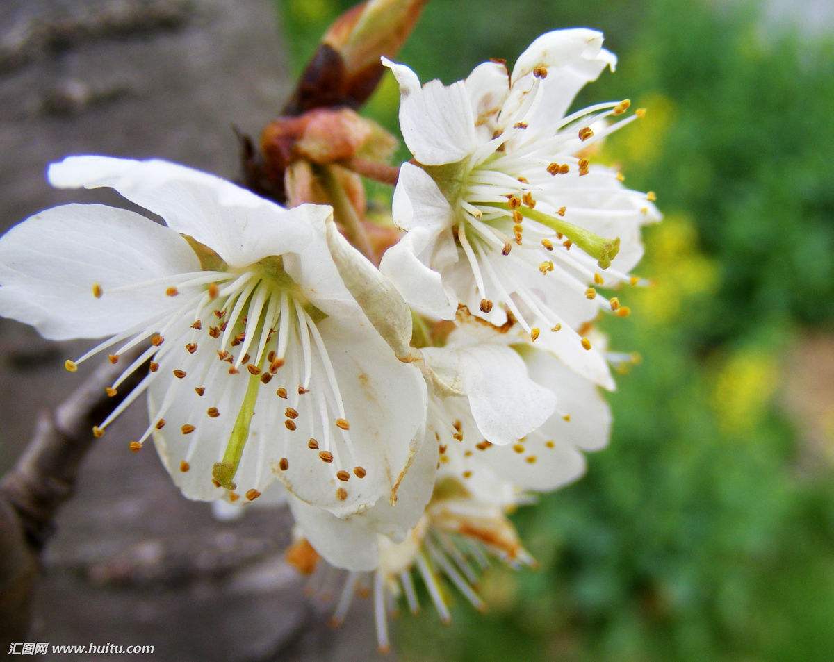 有关樱桃树的花朵的免费素材图片
