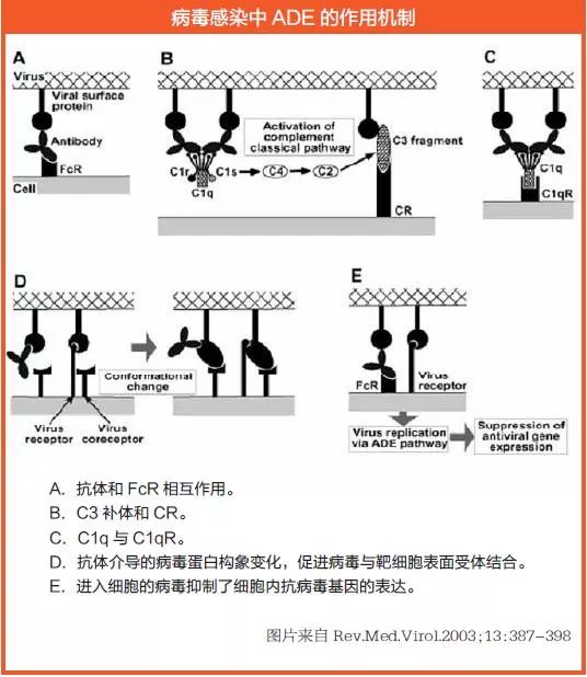 猪场蓝耳情况不稳定,打疫苗反而使病情加重?问