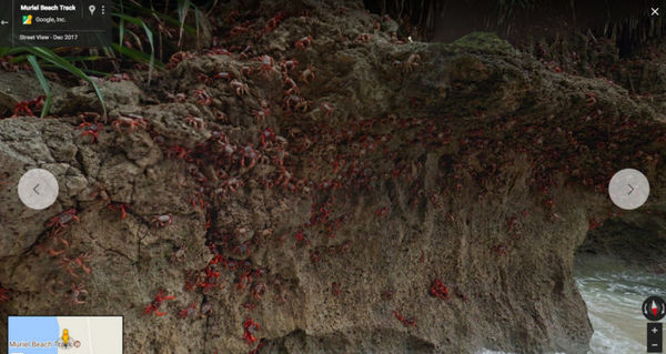 谷歌街景带你欣赏一番圣诞岛红蟹迁徙奇观！