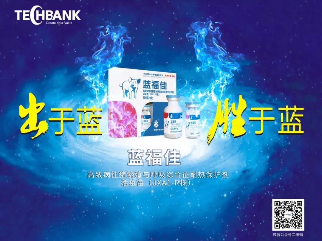 猪场蓝耳情况不稳定,打疫苗反而使病情加重?问