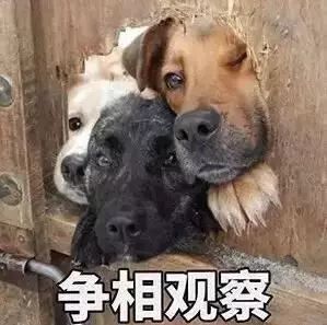 孕程之梦，孕两个月梦到给白狗狗洗澡剃毛的深层寓意解析