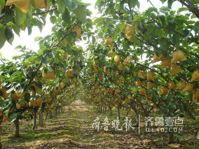 2017全国经济林产品总量_产品手绘马克笔