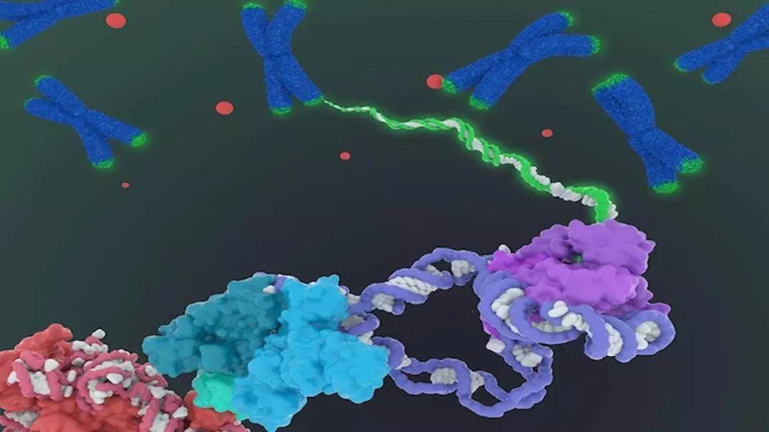 科学家首次详细绘制端粒酶图像,人类离长生不