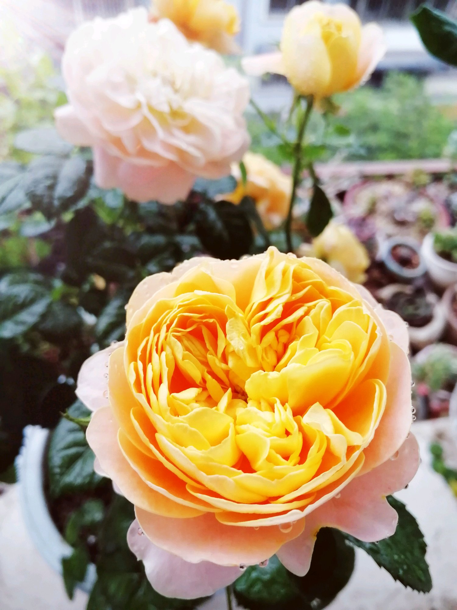 春季,月季不开花?浇花水加点料,花开得比脸还