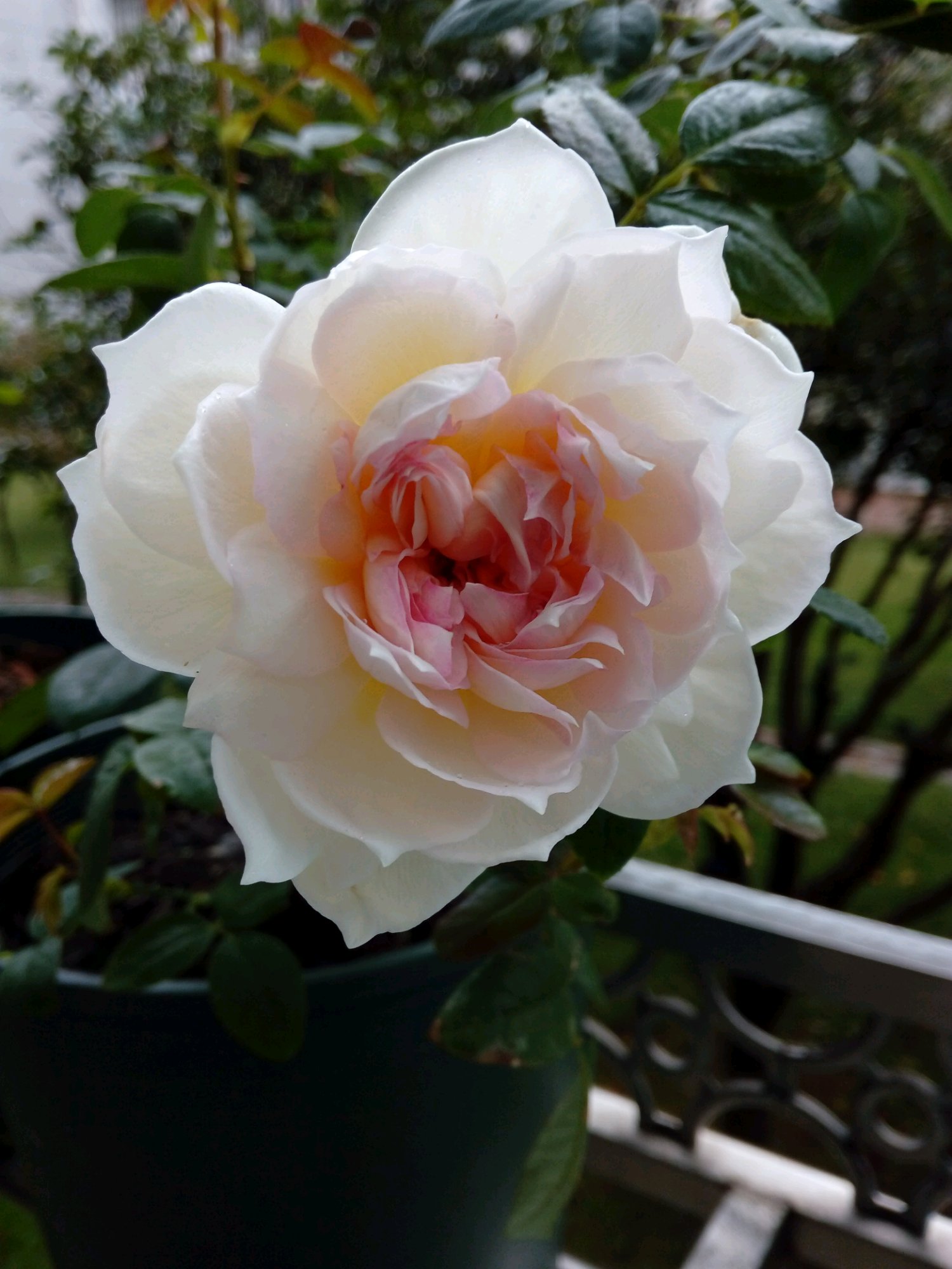 春季,月季不开花?浇花水加点料,花开得比脸还