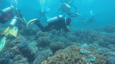 壁纸 海底 海底世界 海洋馆 水族馆 桌面 380_214 gif 动态图 动图