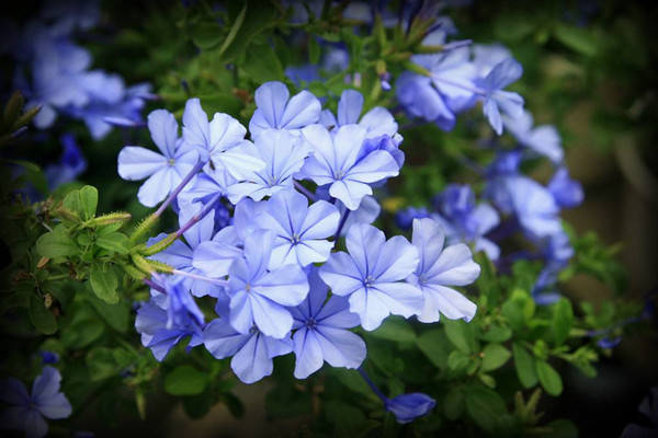 高冷蓝雪花,花期超长,耐热好养!