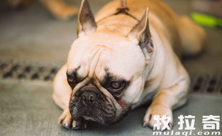 狗狗受伤了该怎么办?-