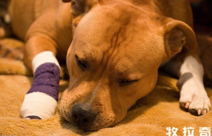 狗狗受伤了该怎么办?-