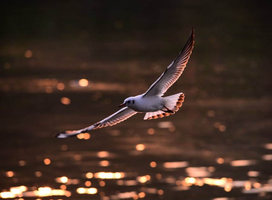 【诺亚移民】身边人都移民希腊了?别急,先看看