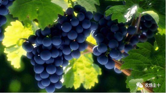 最新出炉:2018年水果种植补贴政策,快看看你能