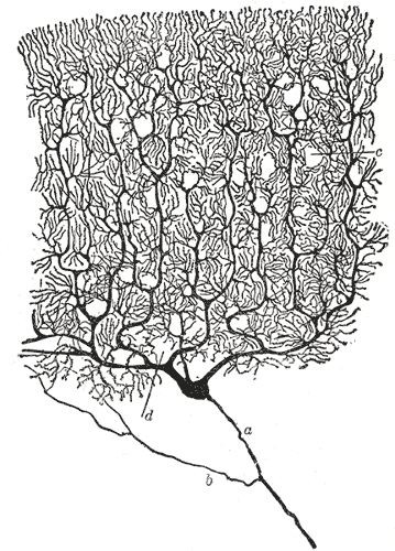 卡哈尔(cajal)手绘的浦肯野细胞.注意其中树突分支的复杂性和数量