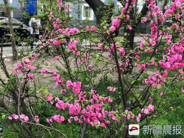 拍:新疆大学阿瓦提路两侧的杏树,苹果花,桃花争