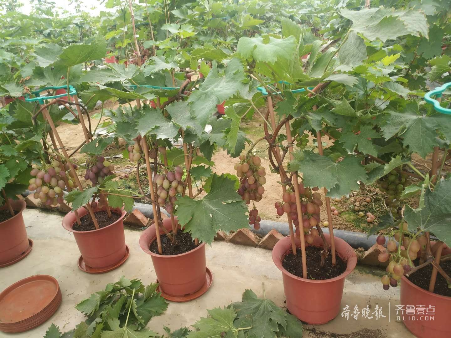 平度盆景葡萄实现工厂化种植,一年四季都能熟