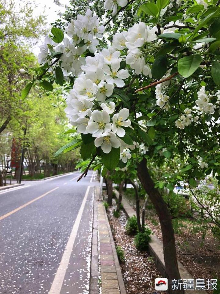 拍:新疆大学阿瓦提路两侧的杏树,苹果花,桃花争