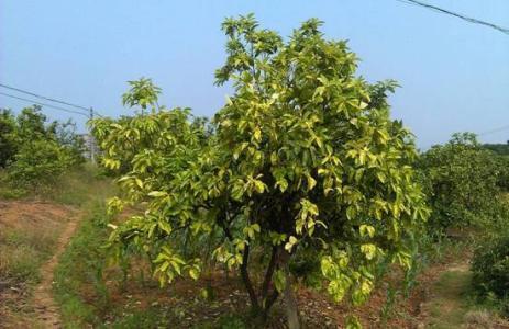 柑橘黄蜘蛛的危害甚于红蜘蛛,千万不可忽略,防