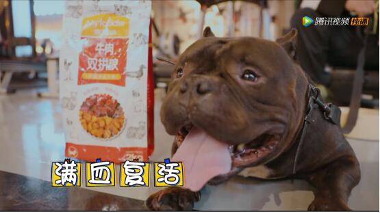 《战斗吧萌犬》赛道火爆开启，麦富迪后援团全力助攻