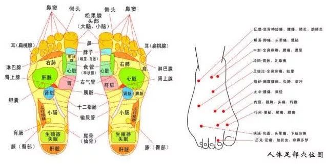 器官相连接的反射区,分别对应于人体五脏六腑