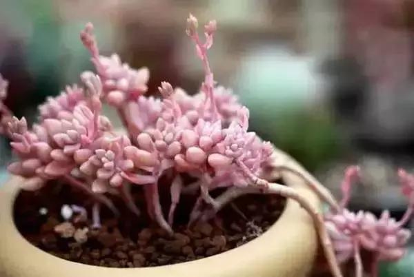 10种养不死的多肉植物,多肉中的战斗机!新手开春必选