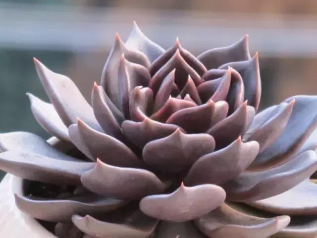 10种养不死的多肉植物,多肉中的战斗机!新手开春必选