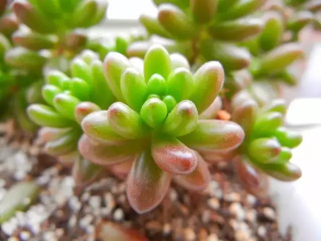 10种养不死的多肉植物,多肉中的战斗机!新手开春必选