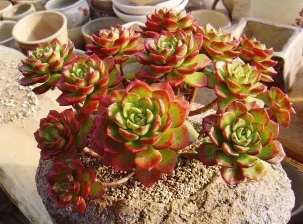 10种养不死的多肉植物,多肉中的战斗机!新手开春必选