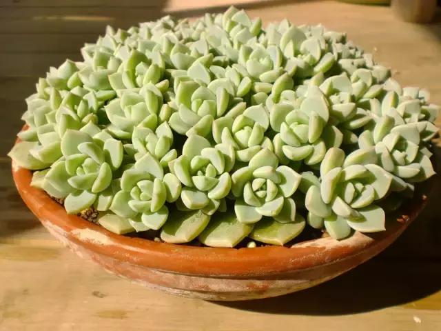 10种养不死的多肉植物,多肉中的战斗机!新手开春必选