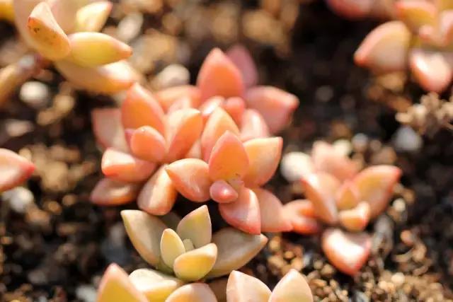 10种养不死的多肉植物,多肉中的战斗机!新手开春必选