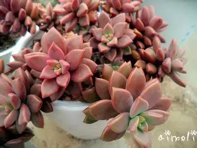 10种养不死的多肉植物,多肉中的战斗机!新手开春必选