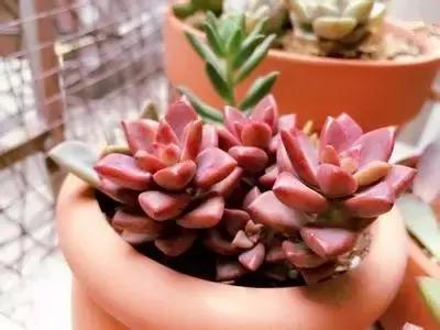 10种养不死的多肉植物,多肉中的战斗机!新手开春必选