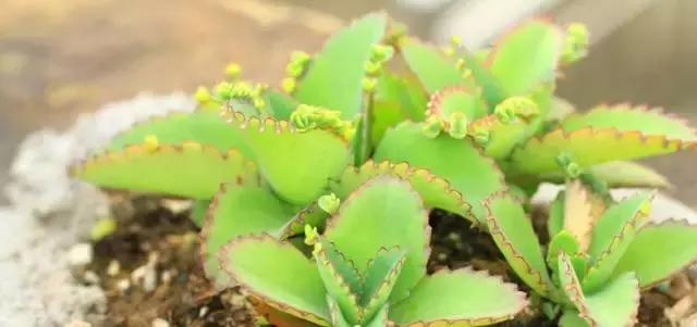 10种养不死的多肉植物,多肉中的战斗机!新手开春必选