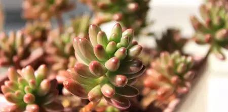 10种养不死的多肉植物,多肉中的战斗机!新手开春必选