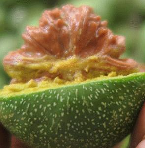 时下流行的几款核桃,平时练手练反应力,关键