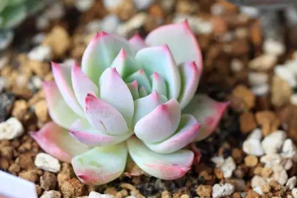 10种养不死的多肉植物,多肉中的战斗机!新手开春必选