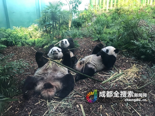 乔迁卡尔加里 成都旅加大熊猫大毛一家四口亮