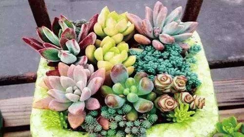 10种养不死的多肉植物,多肉中的战斗机!新手开春必选