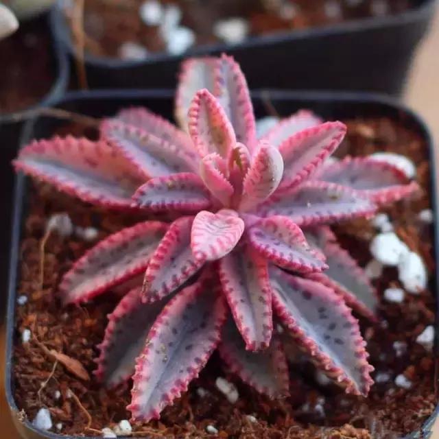 10种养不死的多肉植物,多肉中的战斗机!新手开春必选