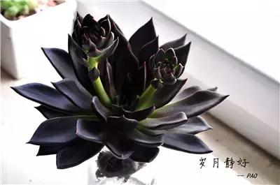 10种养不死的多肉植物,多肉中的战斗机!新手开春必选