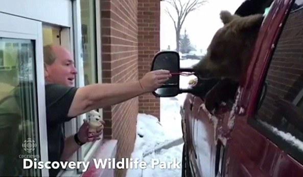 加拿大动物饲养员私自带熊外出吃冰淇淋 或面临起诉
