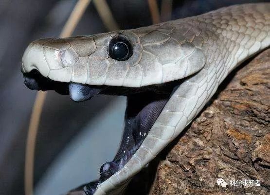 世界最致命的蛇, 黑曼巴蛇是非洲人民的噩梦