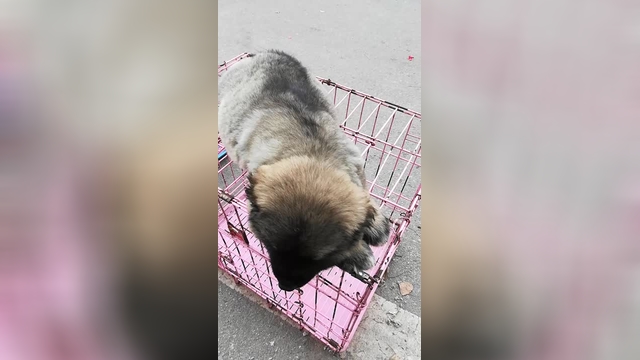 高加索犬